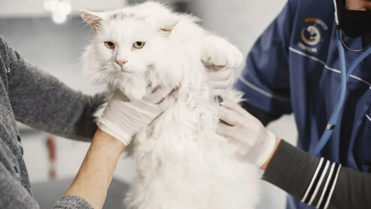 Dierenfysiotherapie voor huisdieren
