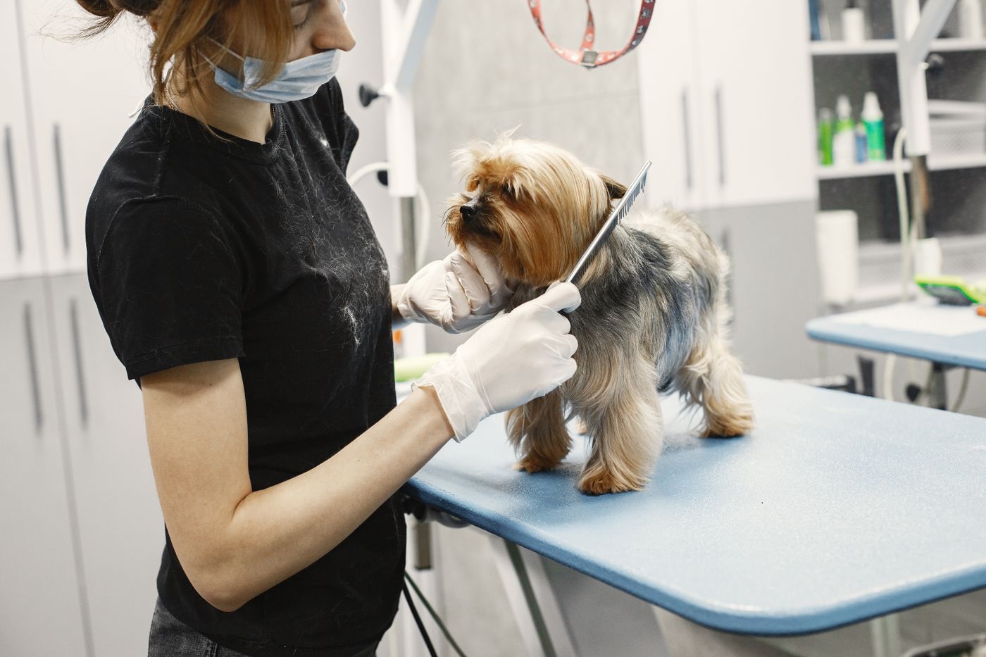 Hond wordt verzorgd in een trimsalon