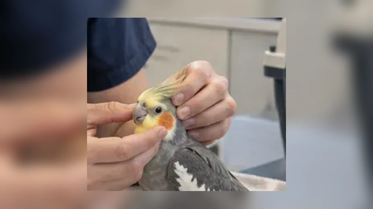 Passende dierenzorg voor een vogel