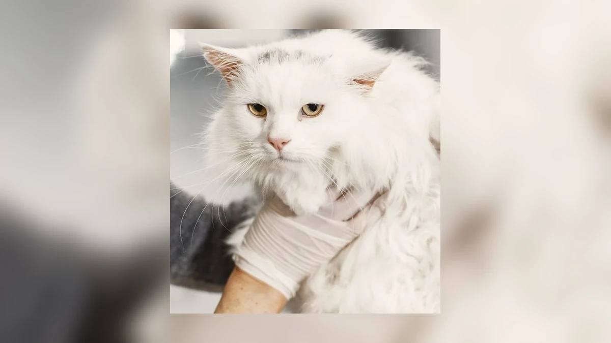 Passende dierenzorg voor een kat
