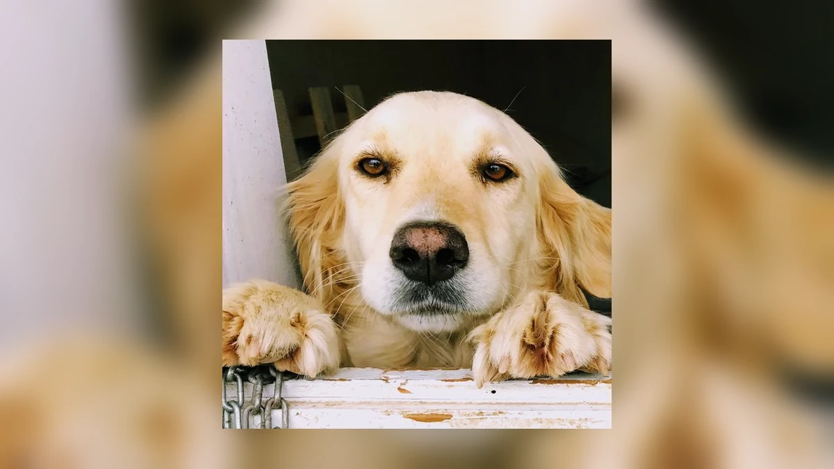 Hond